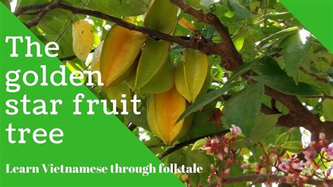  The Golden Star Fruit - A Tale Exploring Fate and Free Will From 15th-Century Vietnam!