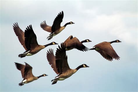 ¿El Último Hombre y el Reino de las Aves: Una historia fascinante sobre la soledad y la conexión?