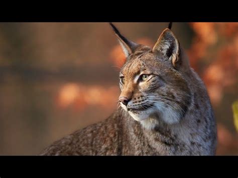  ¿Y el Lince Curioso? Descubriendo las Enseñanzas de un Personaje Inesperado del Folklore Italiano Medieval.